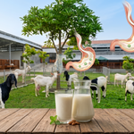Susu Kambing untuk Lactose Intolerant: Amankah dan Apa Manfaatnya?