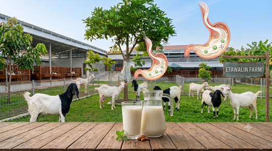 Susu Kambing untuk Lactose Intolerant: Amankah dan Apa Manfaatnya?